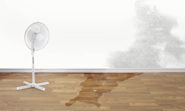 Best Basement water damage restoration  in Sumas, WA